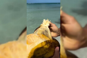 На Гавайях нашли короля бананов