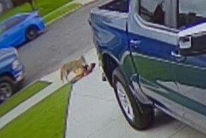 Койот укусил четырехлетнего ребенка в США