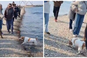 Пёс поймал рыбу