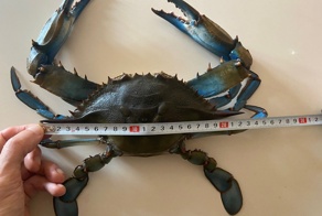 Синие крабы:  97% их смертей из-за нападений друг на друга в целях пропитания