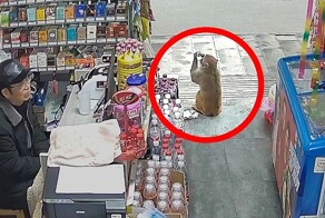 Обезьяна обокрала отвлёкшегося владельца магазина