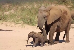 Трогательный момент: слонёнок знакомится с родственницей