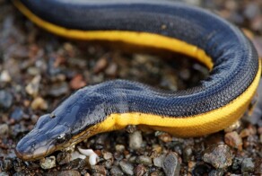 От недовольного воскресшего до обезболивающих скатов: 8 исторических фактов, в которые трудно поверить, но они правдивы