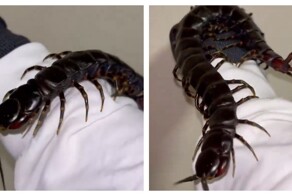 Самая большая сколопендра в мире⁠