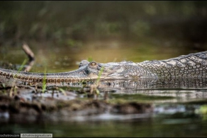 Тайна джунглей Читвана (7 фото)