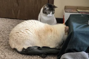 35+ прелестных сплюшек в позе «мордой в подушку» и не только