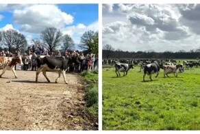 Коровы радуются свежей траве после зимы