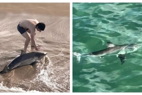 Рыбак помог акуле, запутавшейся в леске, вернуться на глубину