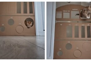 Хитрый и ловкий кот