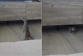 Сурикат испугался фильма о хищниках