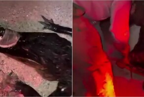 В США ночью аллигатор напал на мужчину, когда тот бродил по пляжу