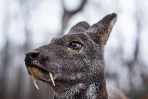 Кабарга: что это за волшебный мускус, из-за которого нехорошие люди изводят зверя?