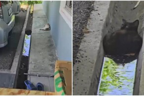 Кошка выбрала необычное место для сна