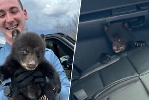 В Нью-Джерси полицейские спасли медвежонка, сидевшего в одиночестве на дороге