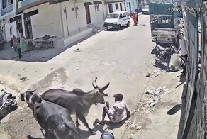 В Индии  бык атаковал мотоциклиста