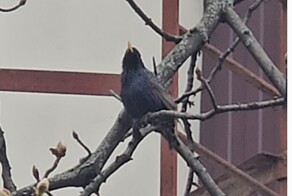 Весна. Скворцы прилетели