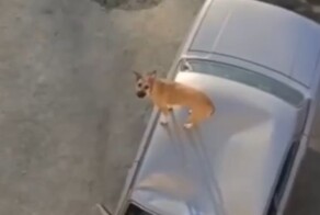 Мужчина выбросил собаку с балкона 5-го этажа