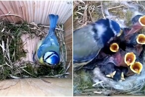 Таймлапс: строительство гнезда и взросление птенцов синицы