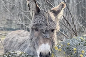 30+ животных, которые не знают о существовании проблем
