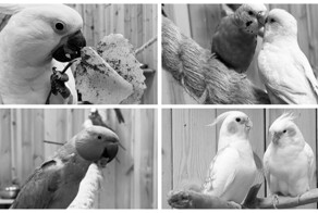 В зоопарке в Ленинградской области погибло почти 60 попугаев