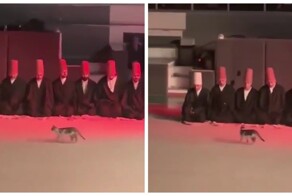 Кот на религиозной церемонии