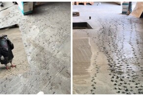 Голубь поговорил по телефону