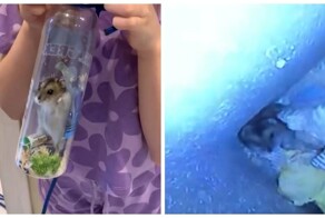 Хомяк упал в&nbsp;вентиляционную шахту дома и&nbsp;выживал в ней несколько дней