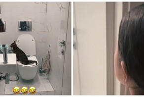 Когда приучили кота к унитазу