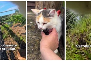 Насыщенные прогулки кошки