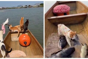 Пушистые друзья рыбаков