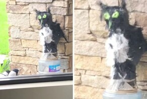 Чучело совы не помогло прогнать настырных птиц