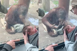 Орангутан очень странно отреагировал на ребёнка