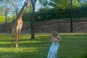 Женщина прыгнула в вольер с жирафами и получила неприятный урок