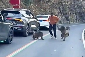 Когда милые обезьяны становятся нахальными: турист чуть не остался без штанов