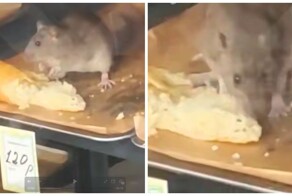 Крыса лакомится багетом в шаурмичной