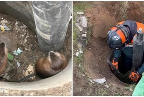 Неравнодушные люди спасли двух ондатр, провалившихся в сухой колодец⁠