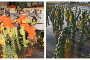 Как собирают брюссельскую капусту