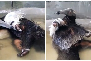 Водные процедуры муравьеда