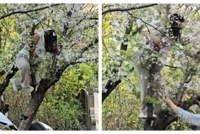 Женщина уронила дерево в шанхайском парке