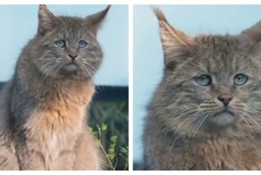 Редкая и загадочная кошка