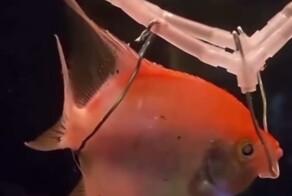 Хозяин исполнил желание рыбки