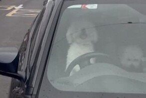 В Ирландии пёсик запрыгнул на водительское сиденье и безостановочно сигналил, ожидая хозяина