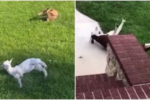 Козы, падающие в обморок