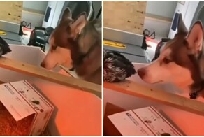 Пёс немного проголодался