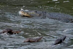 Отважные выдры против крокодила