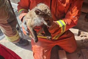 В Великобритании спасли лисят, застрявших в конструкции дома