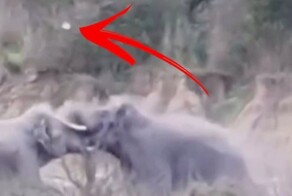 Два слона столкнулись с такой силой, что треснули бивни