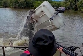 Разъярённый бегемот перевернул лодку с защитником животных в ЮАР