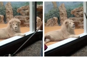 Маленькая радость льва