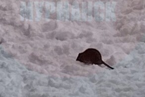 В Мурманске весеннее нашествие крыс